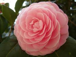 Camellia Japonica Japanese Camellia World Of Flowering Plants Winter Plants Indoor Flowering Plants Indoor Flowers