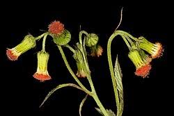 Image result for Crassocephalum ducis-aprutii