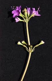 Image result for Commicarpus pentandrus