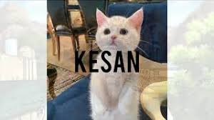 Bahwa perkembangan manusia ditentukan oleh seleksi alam. Kesan Negatif Akibat Perkembangan Sistem Pengangkutan Terhadap Alam Sekitar Cute766
