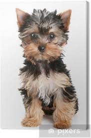 leinwandbild yorkshire terrier welpen auf weissem hintergrund pixers wir leben um zu verandern