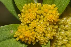 Image result for Flaveria trinervia