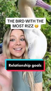 This bird is relationship goals #greenscreen #environment #funfacts4you