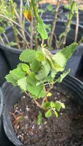 Image result for Tetradenia bainesii