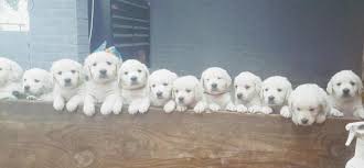 They are loved from the moment they are born, when i am assisting/supporting. Akc White Golden Retriever Female Pup For Sale In George West Texas Classified Americanlisted Com