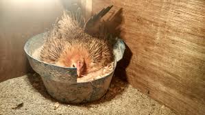 Check spelling or type a new query. Pengelaman Bertelur Ayam Serama Serama Doflamingo Farm