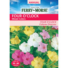 Maybe you would like to learn more about one of these? Ferry Morse Four O Clock Mixed Colors Seed 1051 The Home Depot