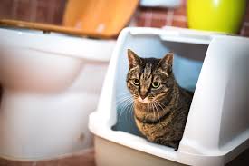 What To Do If There S Blood In Your Cat S Stool