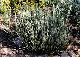 Image result for Euphorbia tholicola