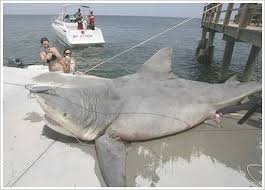 Thoughts Of Clover S Just Yuck Warning Big Shark Biggest Shark Ever Caught Biggest Shark Ever