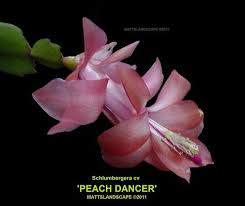 Which one do you have? 84 Christmas Cactus Ideas Christmas Cactus Cactus Easter Cactus