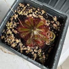 Image result for Drosera natalensis