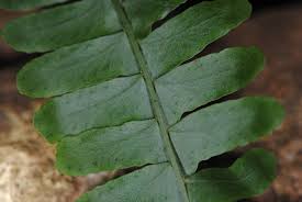Image result for Arthropteris