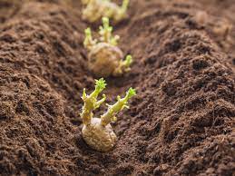 How to plant potatoes : Growing Potato Plants Information On Planting Depth Of Potatoes