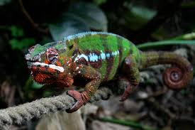 Maybe you would like to learn more about one of these? Ø­Ø±Ø¨Ø§Ø¡ Ø§Ù„Ù†Ù…Ø± ÙˆÙŠÙƒÙŠØ¨ÙŠØ¯ÙŠØ§