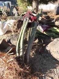 The initial effects are usually accompanied by considerable physical discomfort. Moving Cacti Some Tips And Suggestions Dave S Garden