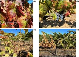 Image result for Polygala dewevrei