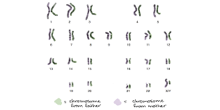 Chromosomes Article Khan Academy