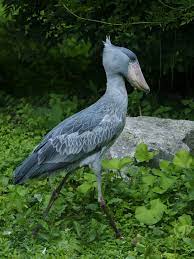 Shoebill - Wikipedia