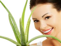 L'aloe vera est une vivace aux feuilles longues et dentées. L Aloe Vera Une Plante Miraculeuse Pour Votre Bien Etre