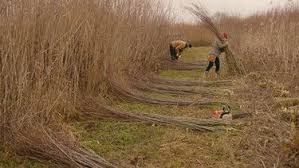 Querbeet Garten Weidenzaun Flechten Br De Weidenzaun Weiden Zaun