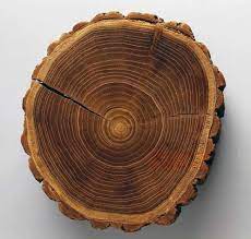 03:04 is black locust good firewood? Black Locust Firewood Is It Any Good