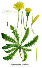 Image result for Hypochaeris