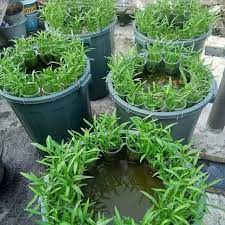 Alat dan bahan yang perlu anda persiapkan dalam cara membuat kebun sayur sederhana di pekarangan rumah pada kebun sayur vertikal adalah 8 Cara Antigagal Menanam Sayur Di Rumah Dengan Lahan Sempit