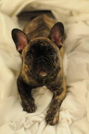 Brindle Black And Brown French Bulldog Brindle French Bulldog Puppy Brindle French Bulldog Cute French Bulldog French Bulldog Puppies