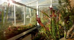 Der Innenhof Mit Insektivorenhaus Botanischer Garten Kiel