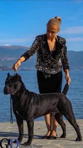 Barbarian Corso Kennel, FCI registered Cane Corso breeders UK