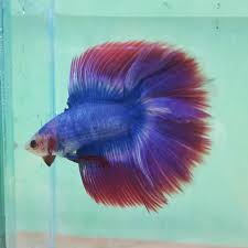 Some varieties of double tail are also. Halfmoon Double Tail Hmdt Mascot Betta Fish Betta Fish Types Betta Fish Betta