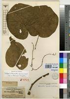 Image result for Chasmanthera dependens