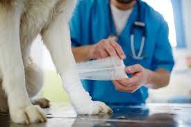 Urgent pet care of papillion, in papillion, ne, is the leading veterinarian serving the omaha, council bluffs, and surrounding area since 2013. What To Do In A Pet Emergency Our Omaha Urgent Pet Care Is Here For You Urgent Pet Care