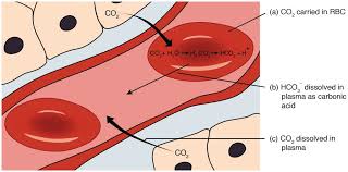 Bioflix Activity Gas Exchange Oxygen Transport Transport Of Carbon Dioxide In The Blood Methods Of Transport Teachmephysiology