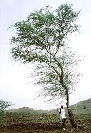 Image result for Prosopis pallida