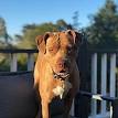 American Pit Bull Terrier Dog Breed Information, Pictures ...