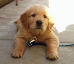 Maybe you would like to learn more about one of these? Golden Retriever Dog Shipping Rates Services