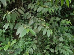 Image result for Grewia micrantha