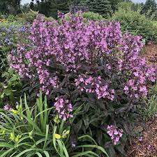 Colorful native perennial provides months of beauty. Penstemon Midnight Masquerade Garden Crossings