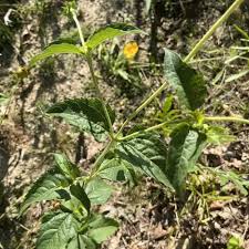 Image result for Sium repandum