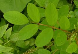 Image result for Indigofera hirsuta