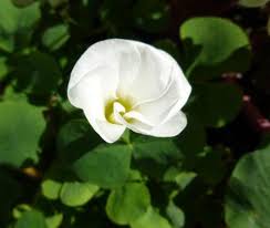 Image result for Oxalidaceae