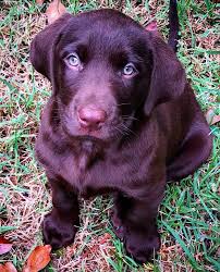 Final words there is the only difference between a silver and charcoal labrador of the diluted chocolate and charcoal color genes. Can Chocolate Labradors Have Blue Eyes