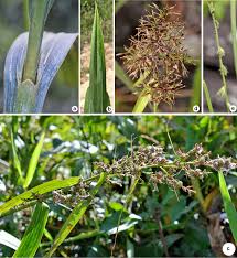 Image result for Lipocarpha nana