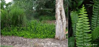 Image result for Voacanga pachyceras