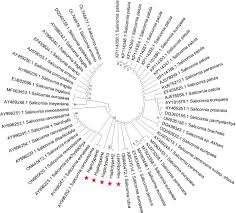 Image result for Salicornia pachystachya