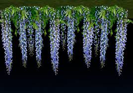 Growing to 9 m (30 ft), it is a woody, deciduous twining climber. Second Life Marketplace Blue Wisteria Vine Long