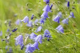 22 Purple Flowers For Gardens Perennials Annuals With Purple Blossoms