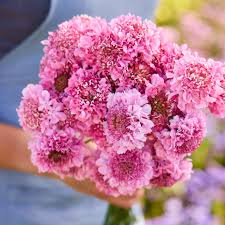 Image result for Scabiosa
